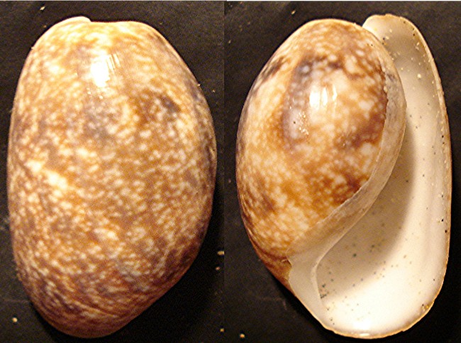 Bulla ampulla